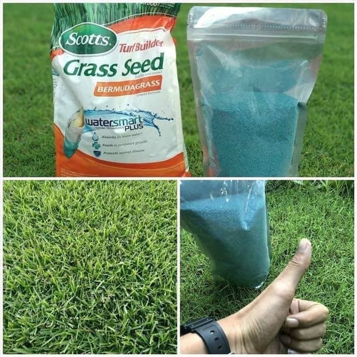 Jual Benih Rumput Biji Rumput Bermuda Grass Seed Scoot 50gram Shopee