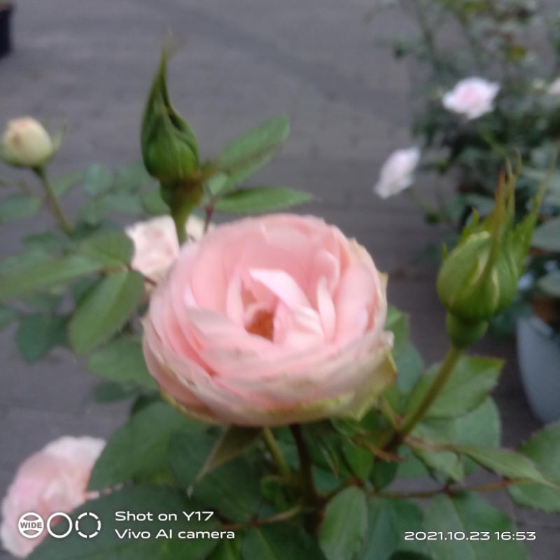 Jual bunga mawar import LOVELY ROCOCO tanaman hias tanaman outdoor ...