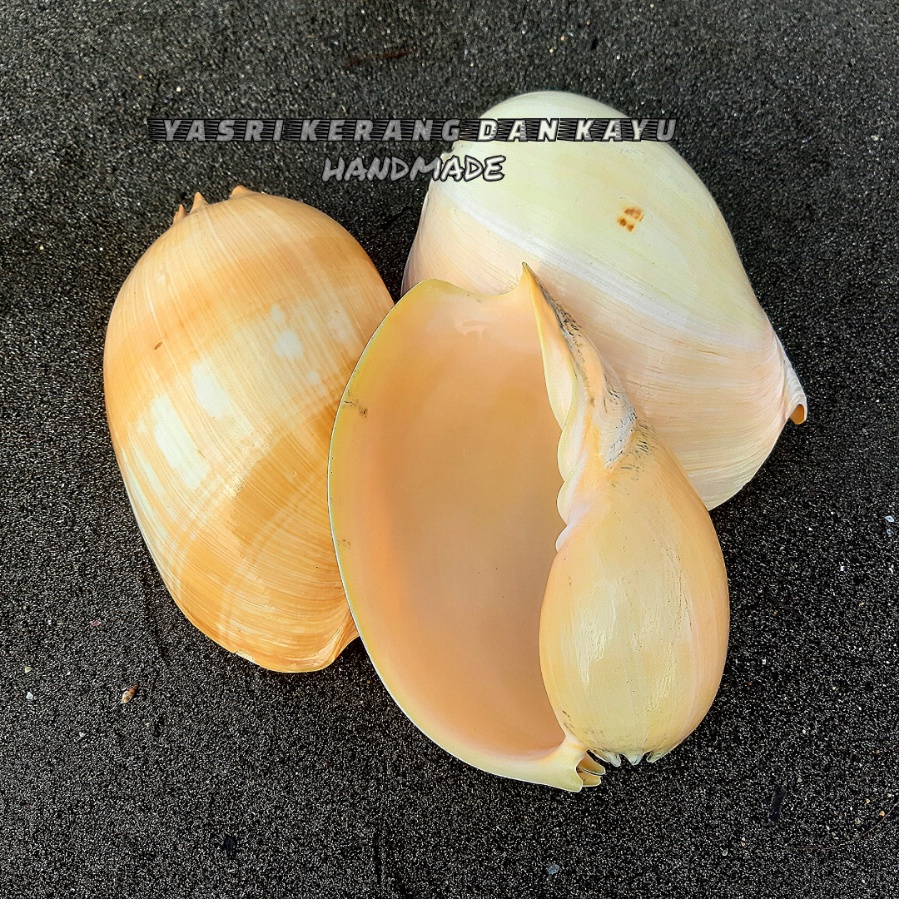 Jual Cangkang kerang hias - Kerang binga | Shopee Indonesia