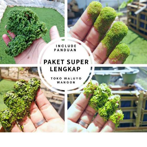 Jual Produk Baru PAKET SUPER LENGKAP Bibit Budidaya Azolla, Wollfia ...