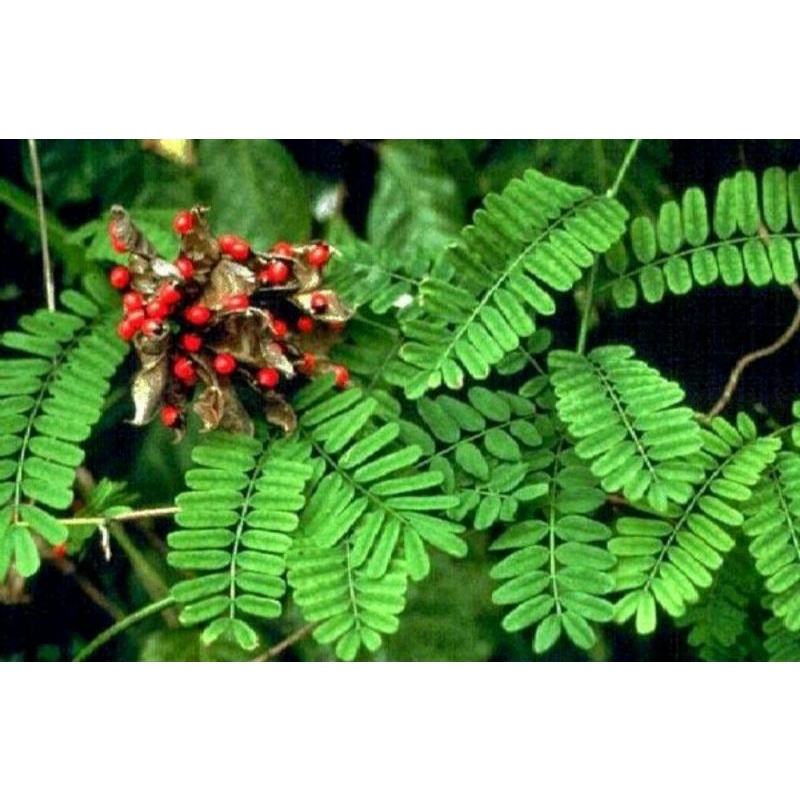 Jual Daun Saga Segar Asli Gram Shopee Indonesia