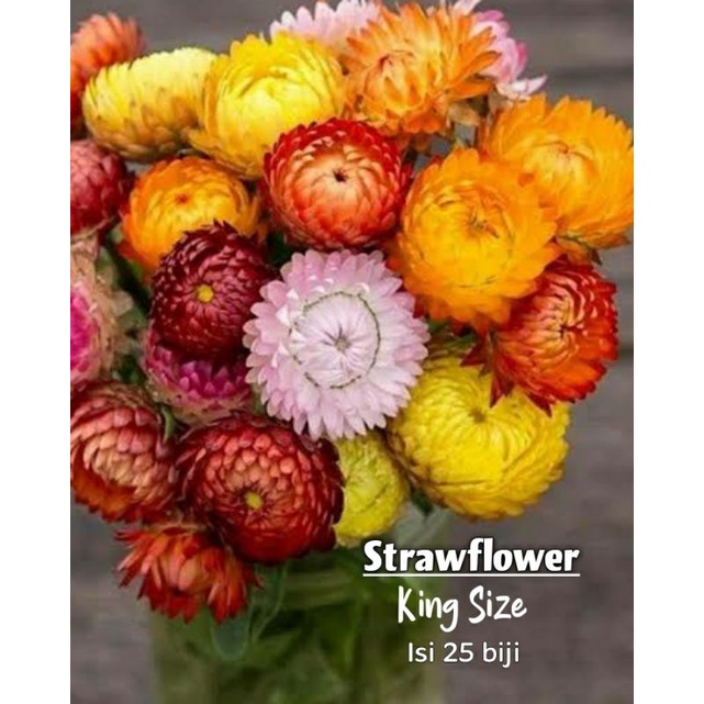 Jual Strawflower King Size mix (helichrysum bracteatum) Shopee Indonesia