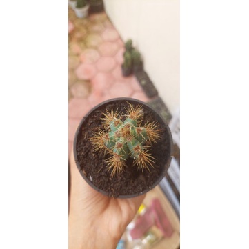 Jual Azereus Kaktus | Shopee Indonesia