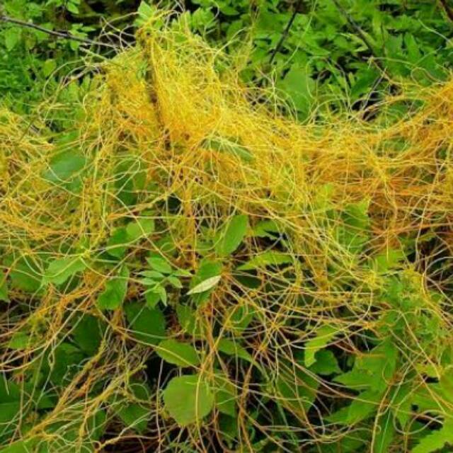 Jual Benalu Tali Putri Herbal / Benalu (50 gram) | Shopee Indonesia