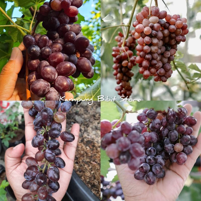 Jual Bibit Anggur Import Jupiter Seedless Garansi Valid Shopee Indonesia 