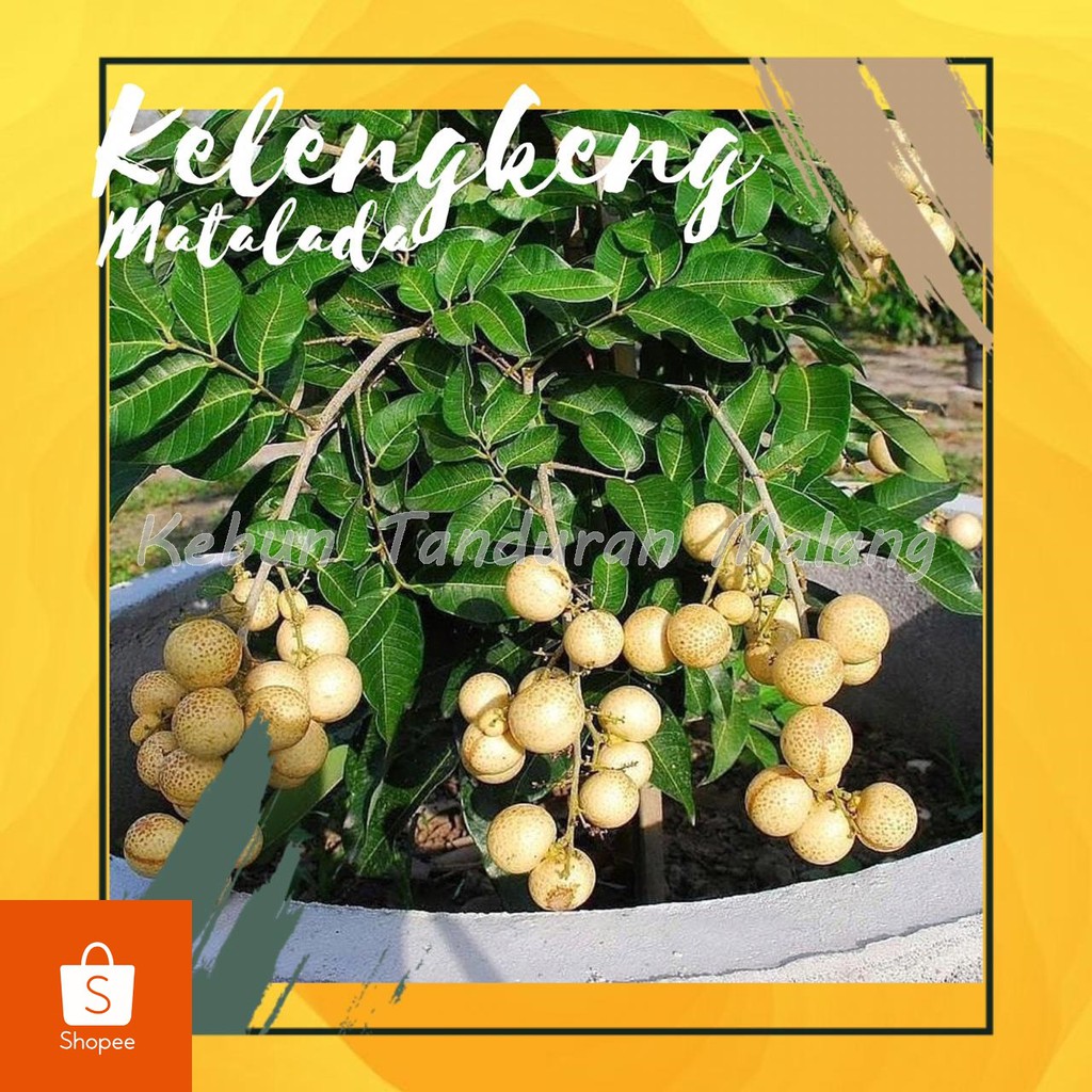 Jual Bibit Tanaman Buah Kelengkeng Matalada Biji Kecil | Shopee Indonesia