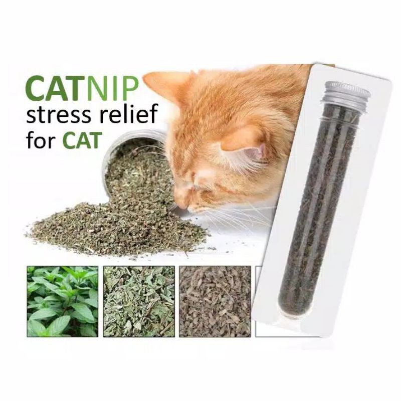 Cat Anxiety Relief With Catnip And Herbs For Stress Relief