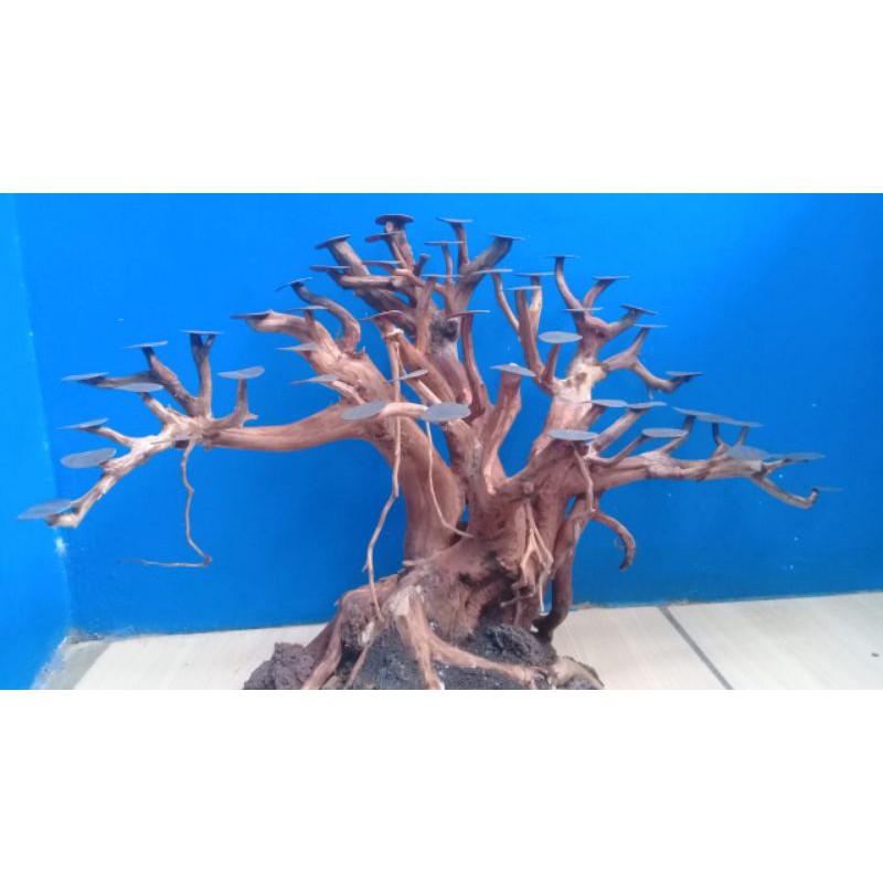 Jual BONSAI AQUASCAPE beringin/ 50cm Shopee Indonesia