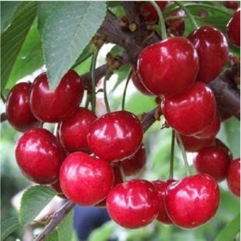 Jual buah cherry | Shopee Indonesia