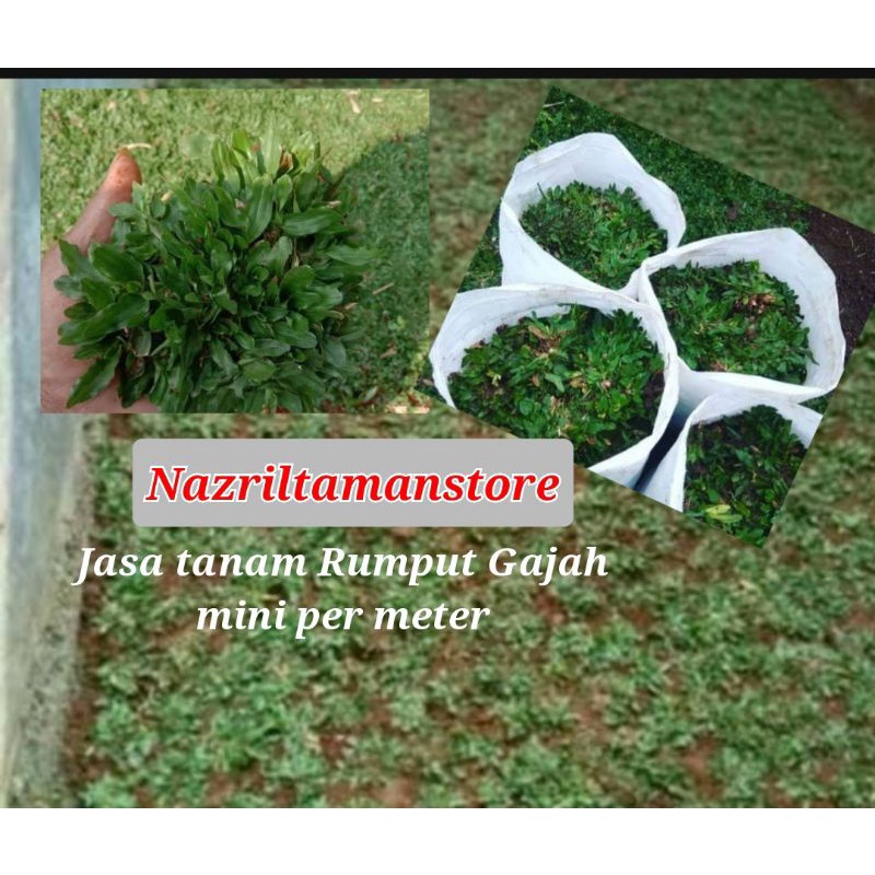 Jual Tanaman Rumput Hidup Rumput Gajah Mini Per Meter Pasang Shopee