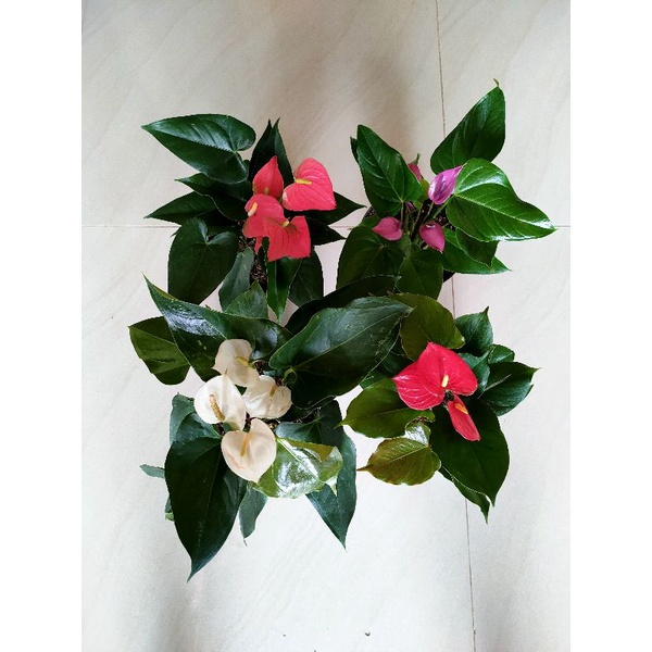 Jual tanaman hias antorium bunga(all varian) | Shopee Indonesia