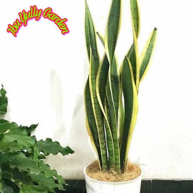 Jual Tanaman Sansevieria Lidah Mertua Plus Pot Tawon Putih Dan Batu ...