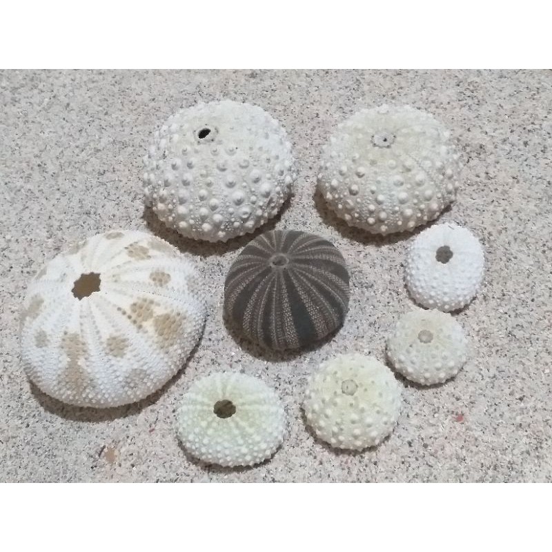 Jual kerang bulu babi 4 ukuran | Shopee Indonesia