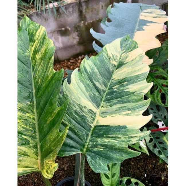 Jual philodendron Caramel Marble Variegata Shopee Indonesia