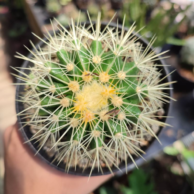 Jual Kaktus Echinocactus Grusonii Golden Barrel Medium Ownroot Shopee Indonesia