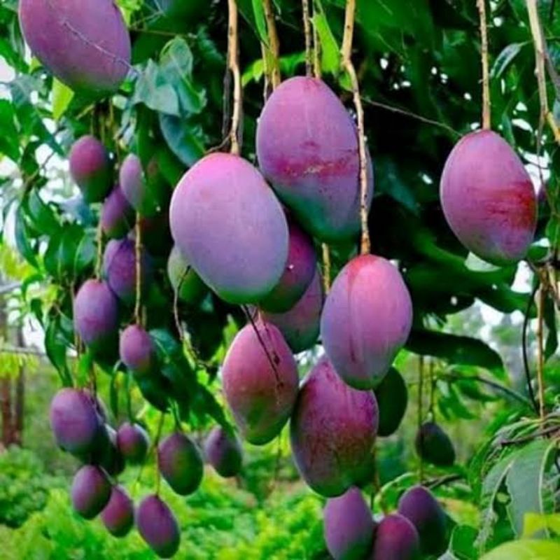 Jual bibit mangga irwin bibit mangga ungu hasil okulasi siap berbuah ...