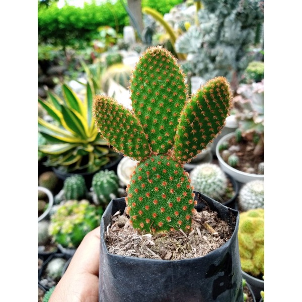 Jual Kaktus Opuntia Mickey Mouse Merah | Shopee Indonesia