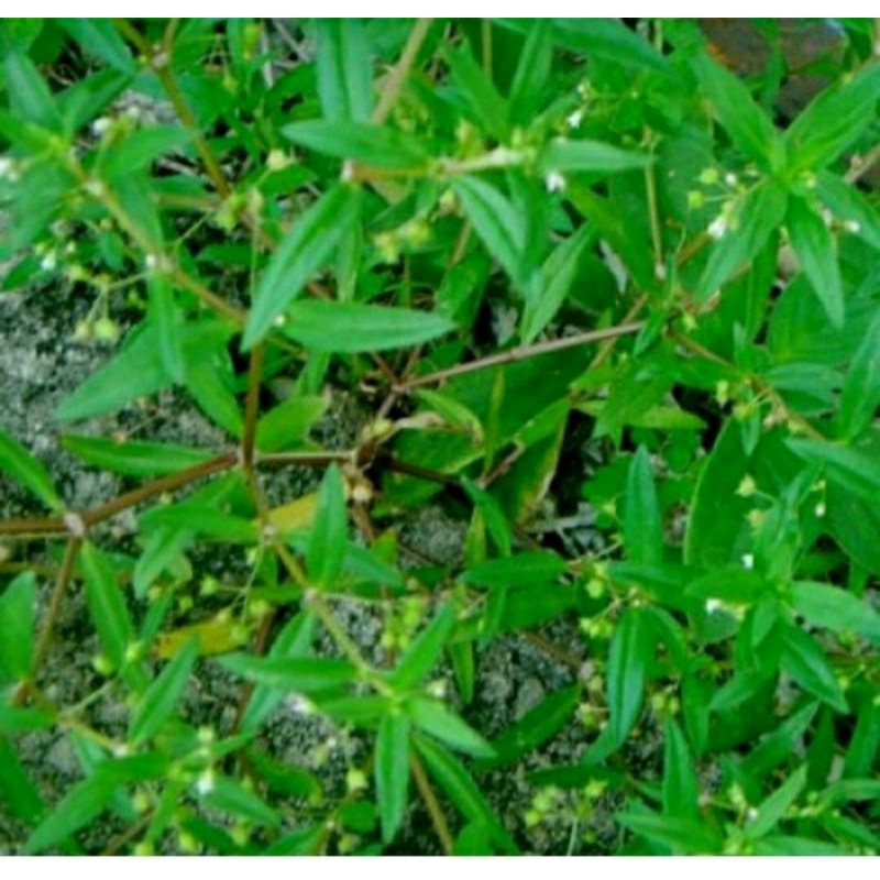 Jual Rumput Mutiara Segar 1 kg / Lidah Ular Rumput Siku siku | Shopee ...