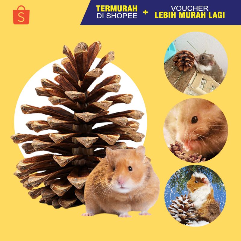 Jual PINE CONE Mainan Gigitan Hamster Mainan Hamster Dekorasi Kandang Hamster ALAMI Shopee