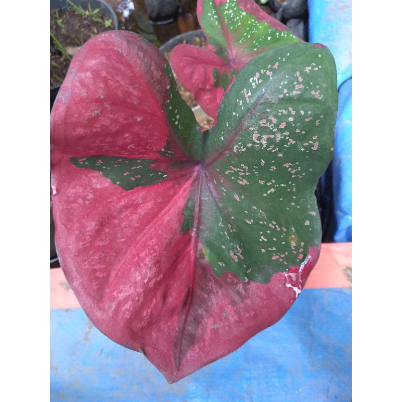 Jual Caladium keladi Baret Besar | Shopee Indonesia