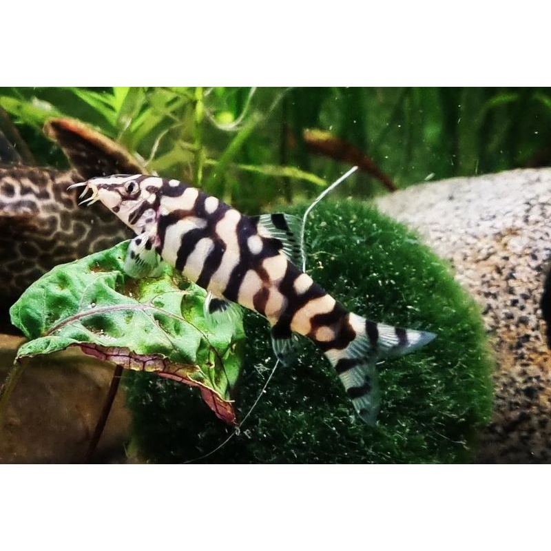 Jual ikan botia mini / ikan aquascape | Shopee Indonesia