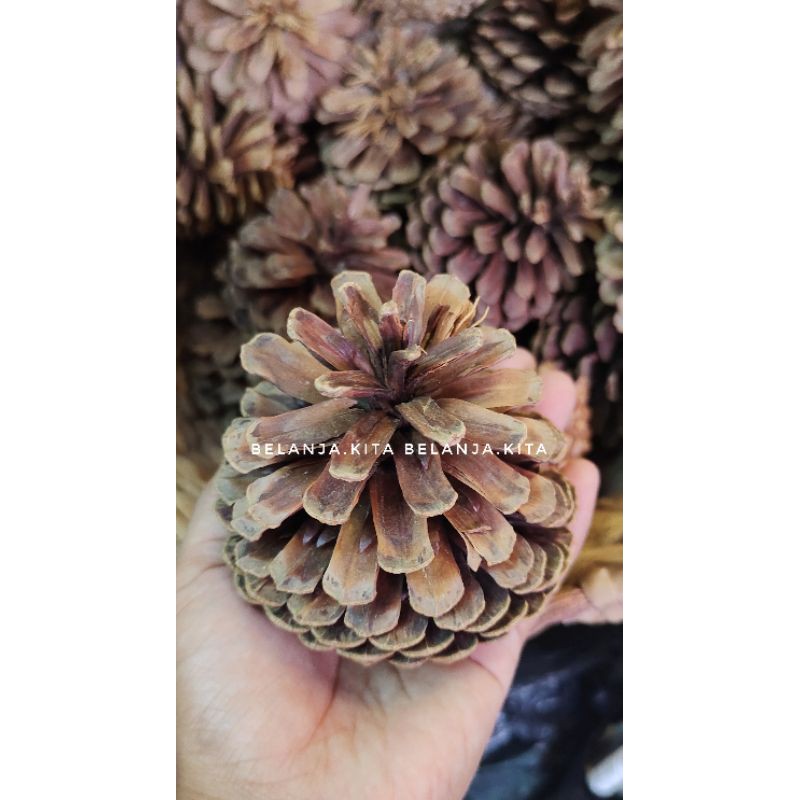 Jual Pinus kering besar / bunga Pinus kering / biji Pinus kering ...