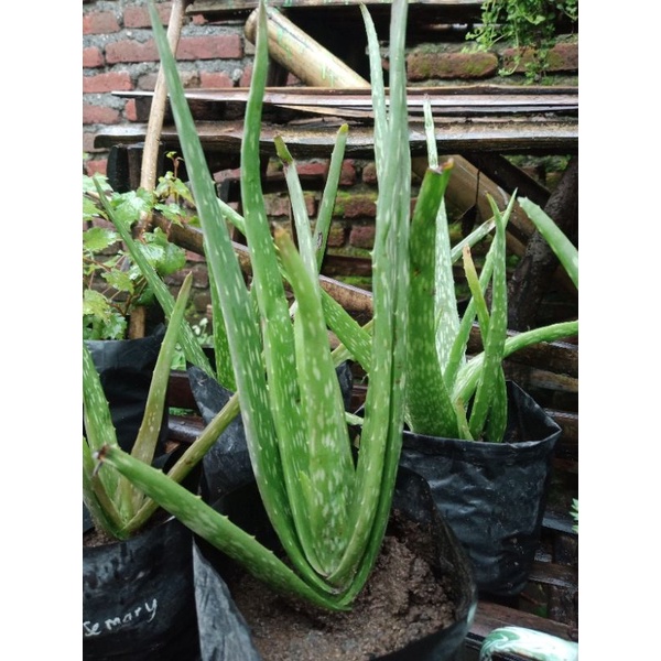 Jual Lidah Buaya Aloe Vera Tanaman Penyegar Udara Shopee Indonesia