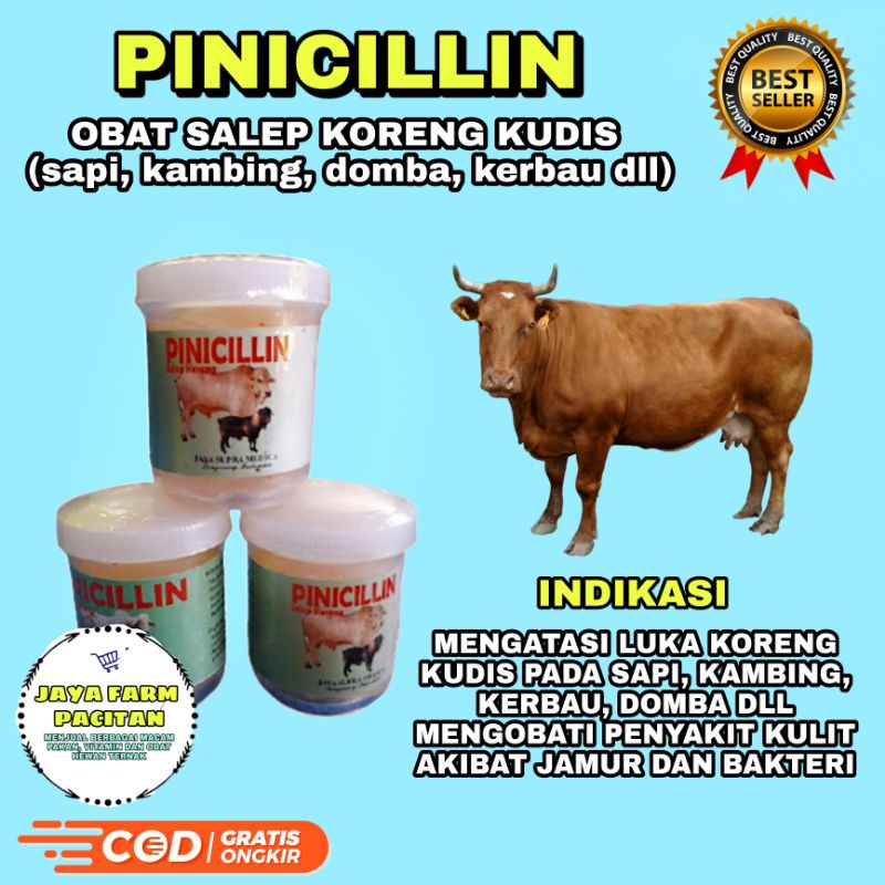 Jual PINICILLIN SALEP OBAT KORENG KUDIS SAPI, KAMBING, DOMBA, KERBAU ...