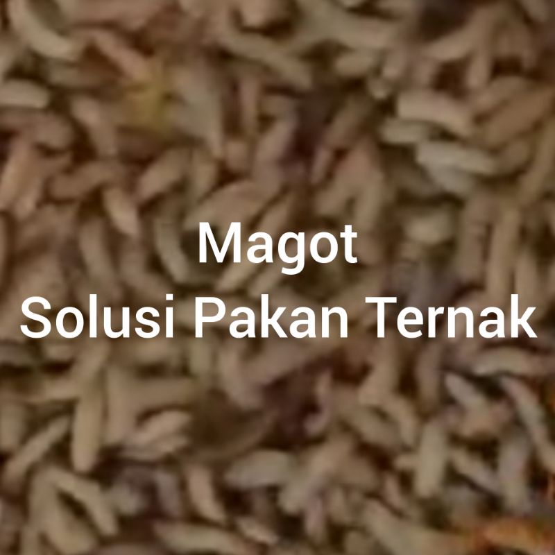 Jual Magot fresh Hidup 1kg | Shopee Indonesia
