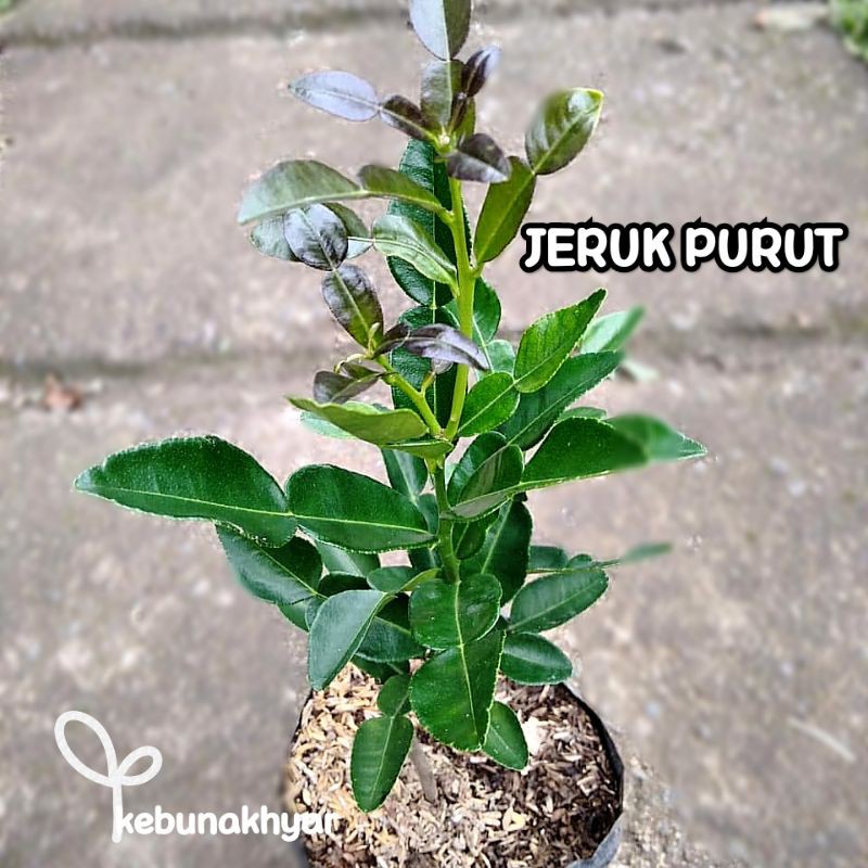Jual Bibit Jeruk Purut Tanaman Buah Jeruk Purut Pohon Jeruk Purut Daun