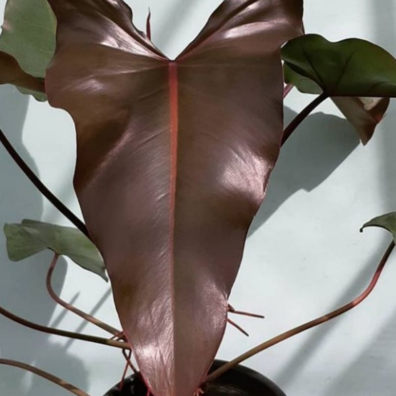 Jual Tanaman Hias Philodendron Dark Lord Bunga Pilo | Shopee Indonesia