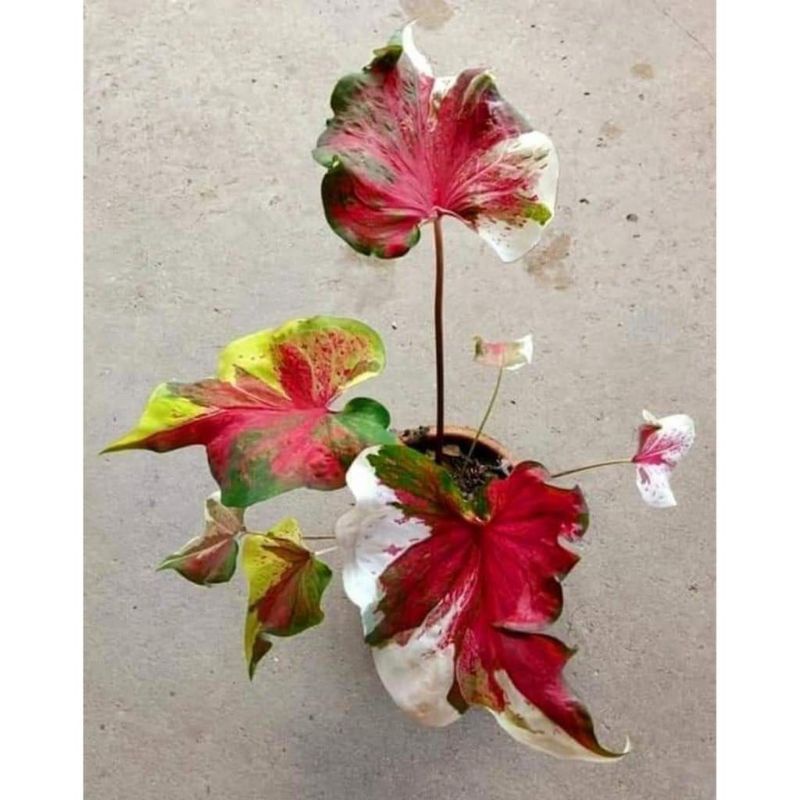 Jual tanaman hias caladium merah putih asli 100 % barang sesuai dengan ...