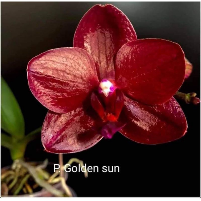 Jual Phal Golden sun | Shopee Indonesia
