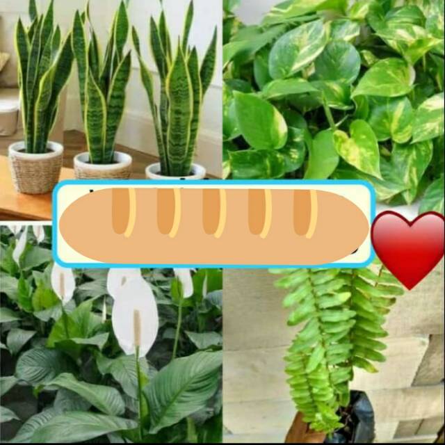 Jual Paket 4 Tanaman Pembersih Udara Sansivera Srigading Peace Lily Pakis Kelabang Shopee 5134