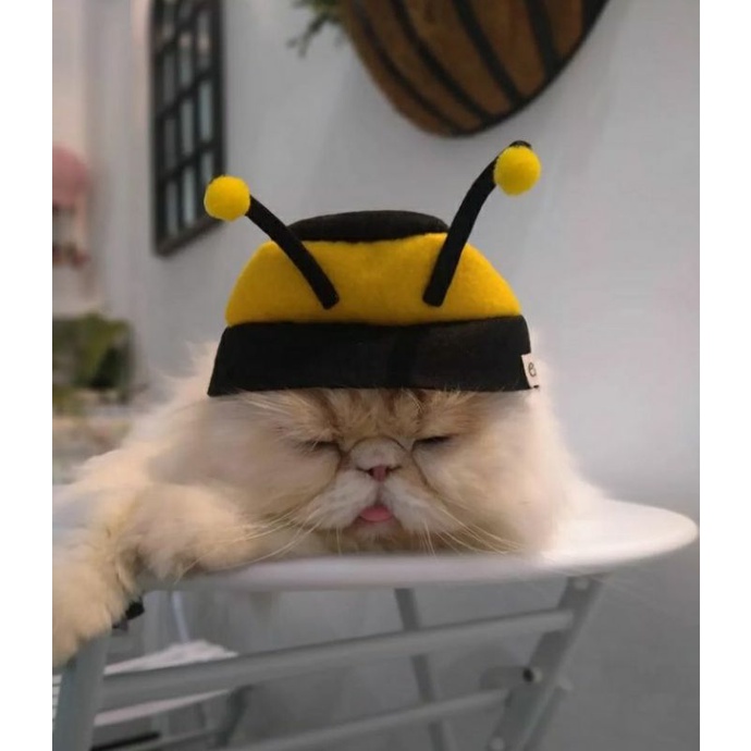 Jual Topi Kucing Motif Lebah | Shopee Indonesia
