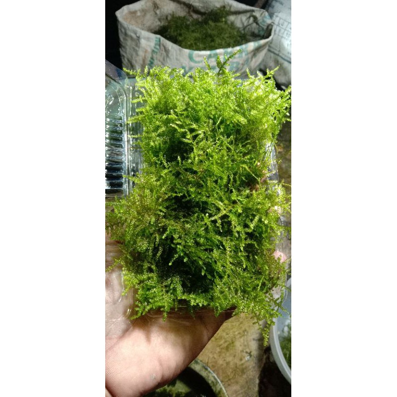 Jual Mos Weping Permika Tanaman Hias Aquascape Shopee Indonesia