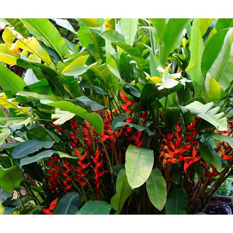 Jual Tanaman Hias Heliconia Bunga Orange Heliconia Varigata