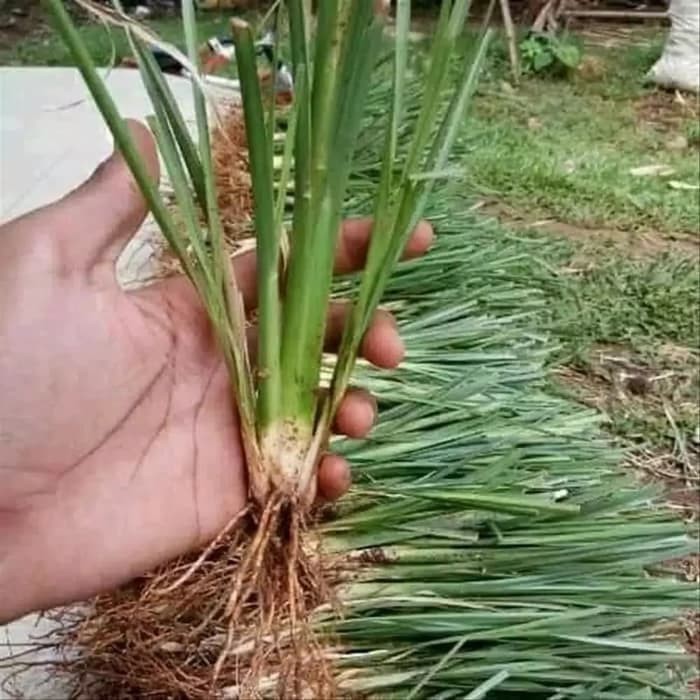 Jual tanaman rumput vertiver pencegah erosi dan longsor _ | Shopee ...
