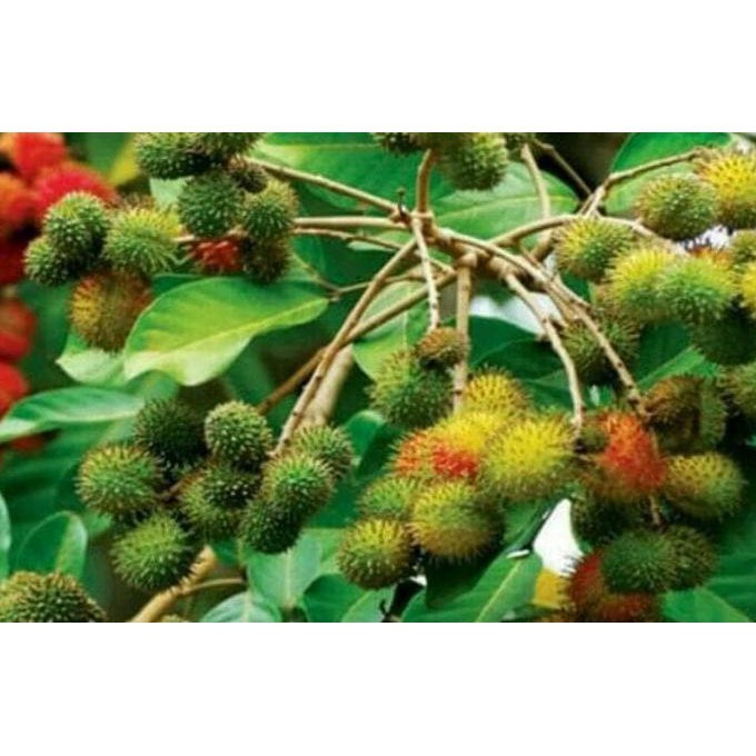 Jual TERPERCAYA A Bibit Pohon Rambutan Rapiah Tanaman Buah Rambutan ...