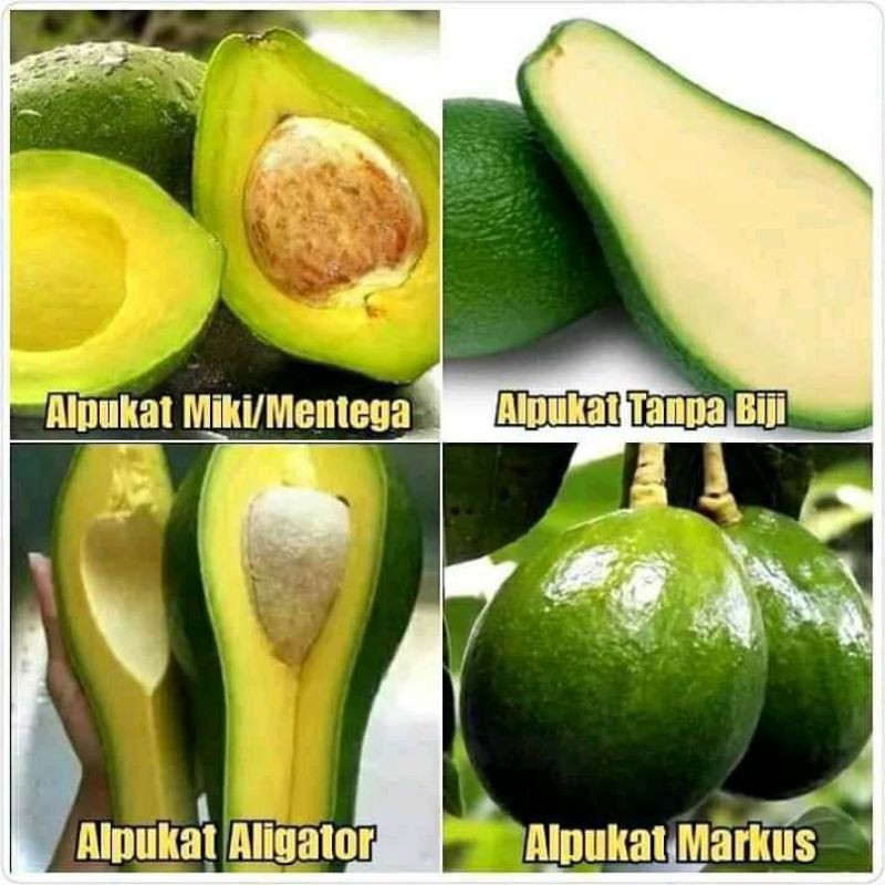 Jual Paket Bibit Alpukat 4 Jenis Miki Seedless Aligator Markus