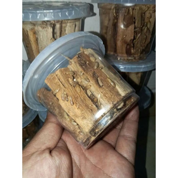 Jual POA PUA rengas rangas | Shopee Indonesia