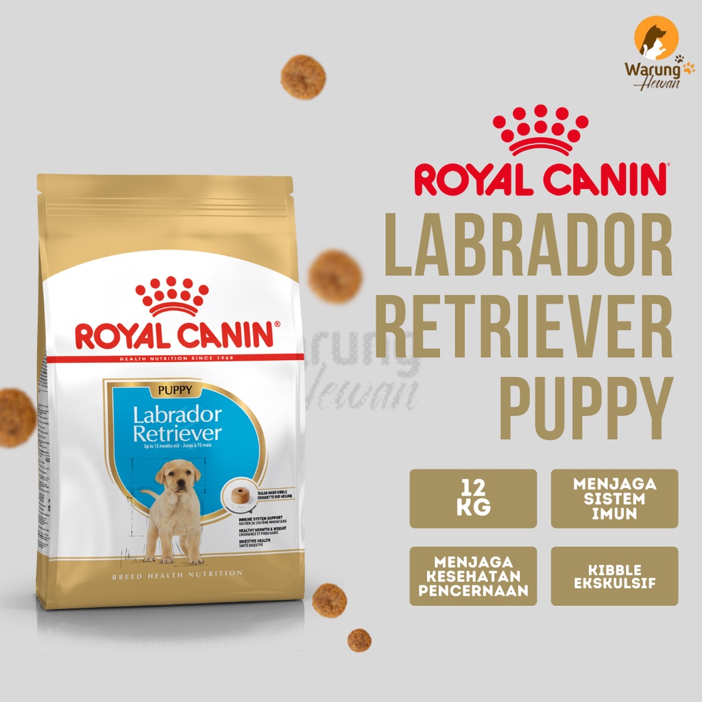 Perro labrador retriever: Perro de compañía familiar, leal y amistoso