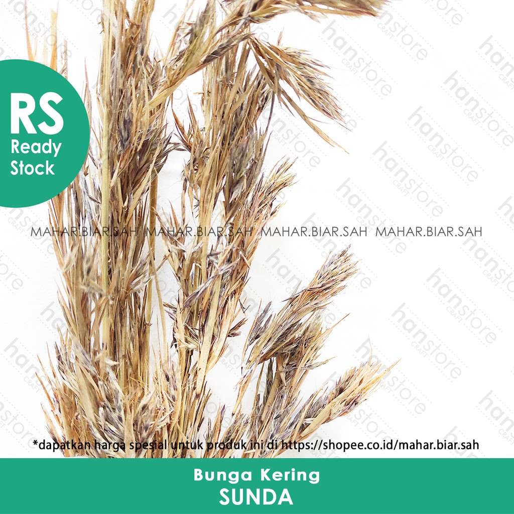 Jual RS 5 Gr Bunga Kering Sunda / Rumput bujang / rumput perindu ...
