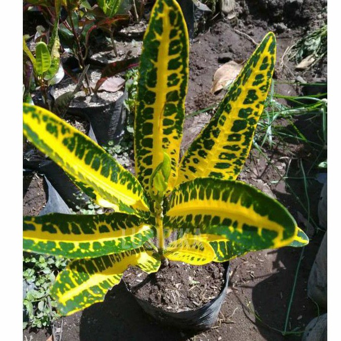 Jual Bunga puring timun | Shopee Indonesia