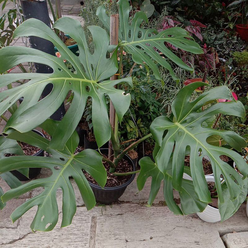 Jual monstera king delisiosa ukuran besar, real pick Shopee Indonesia