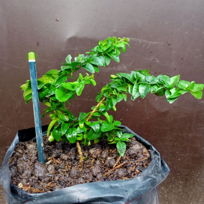 Jual Bahan Bonsai Jeruk Kingkit Kompakta Daun Super Rapat Shopee