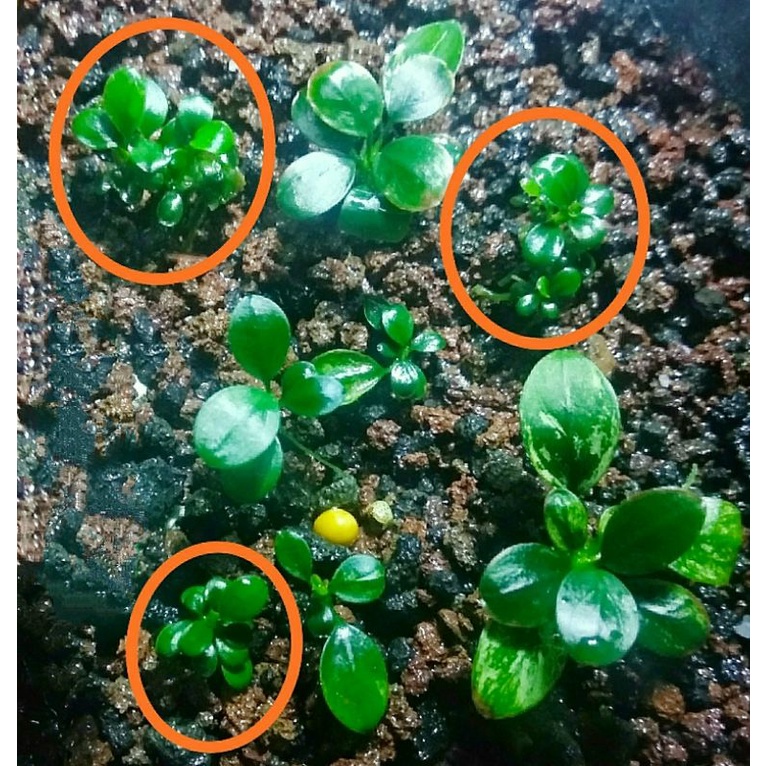 Jual paket 5 rizom anubias pinto & 3 petite | Shopee Indonesia