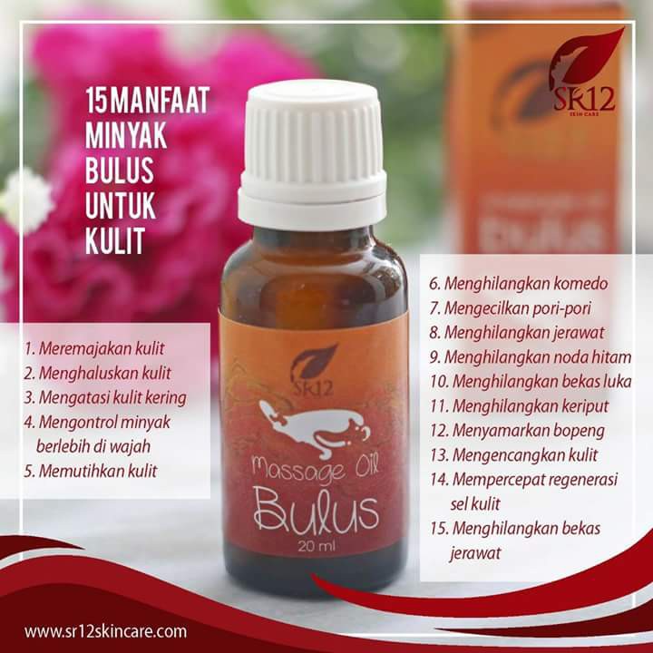 Jual MESSAGE OIL BULUS (MINYAK BULUS) | Shopee Indonesia