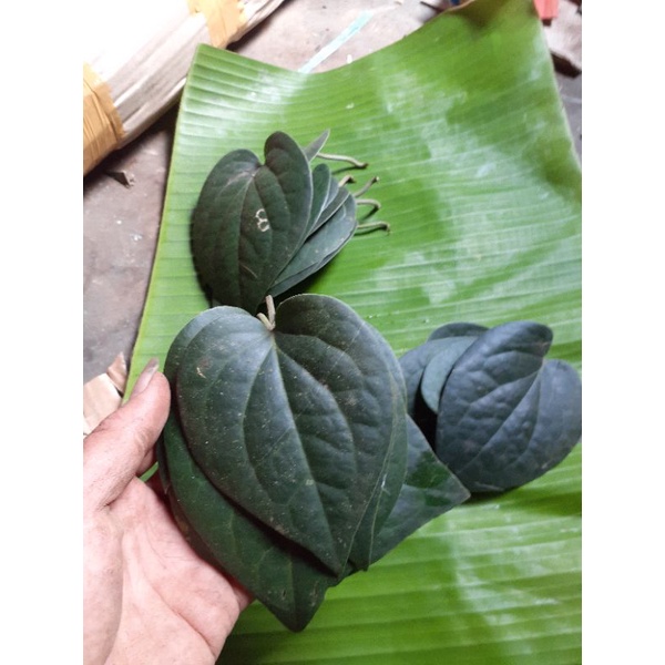 Jual Daun Sirih Hitam Asli Hutan 50 Lembar Shopee Indonesia