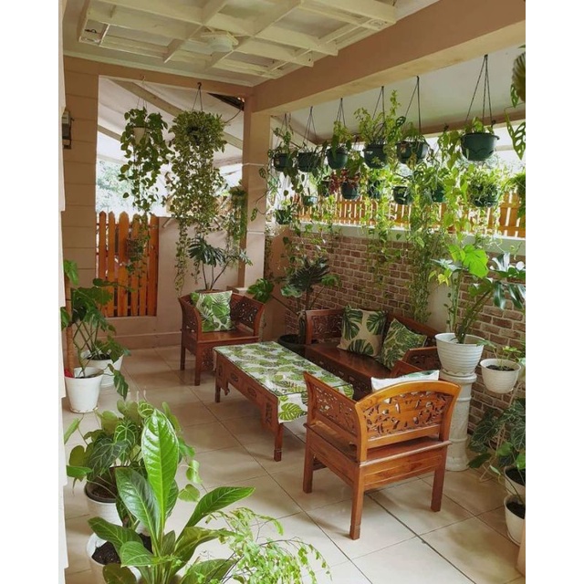 Jual (INYONG PLANT) Aneka Tanaman Hias Teras Rumah | Shopee Indonesia